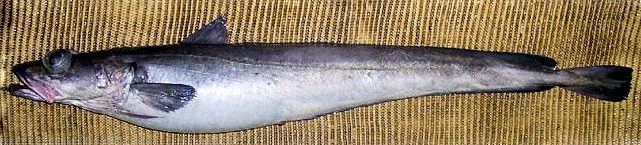 Molva molva_0214